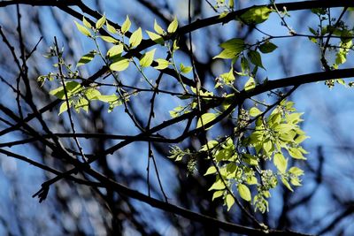 Low angle view of flowering tree against sky