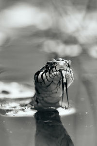 Close-up of turtle in water