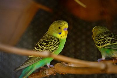 Close-up of budgerigar perching on branch in cage