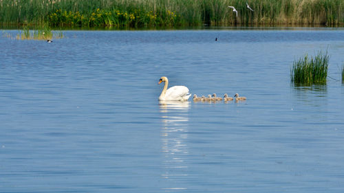 Swans swimming in lake