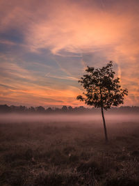 Silhouette tree on field at sunrise