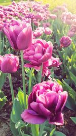 Close-up of pink tulips