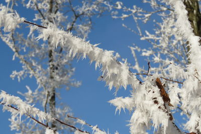 Low angle view of frozen tree against sky