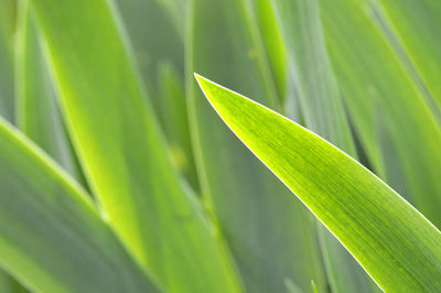 Close-up of fresh green grass