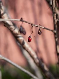 Close-up of ladybug on plant