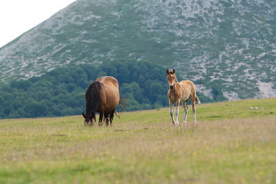 Horses grazing in a field