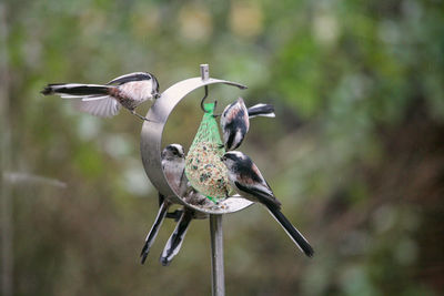 Bird perching on a feeder