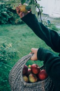 Cropped hands of woman picking apples growing on tree