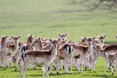 Horses in a field