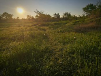 Scenic view of field against sky during sunset