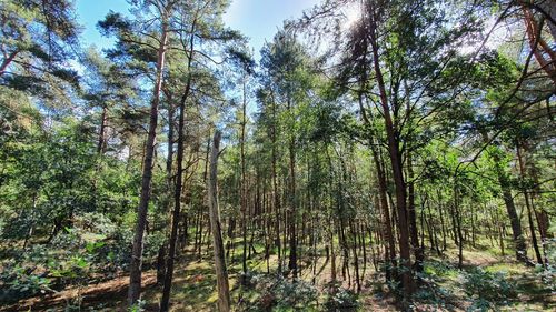 Low angle view of bamboo trees in forest