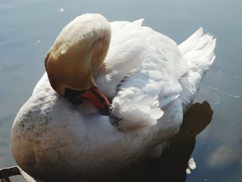 Swan swimming in lake