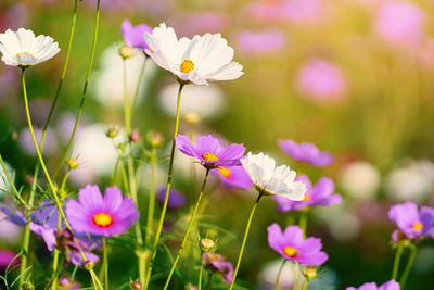 Cosmos colorful flower in the beautiful garden.