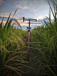 Crops growing on field against sky