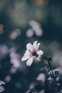 Close-up of white flower