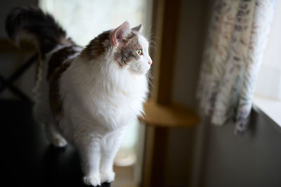 Portrait of white cat looking at window