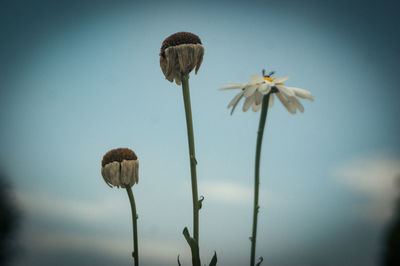 Low angle view of wilted flowers against sky