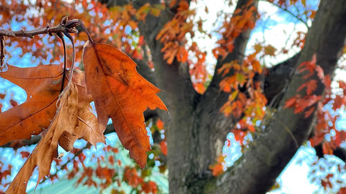 Close-up of maple leaves on tree