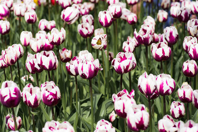 Close-up of pink tulips blooming outdoors