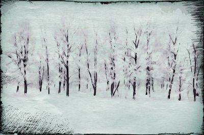 Trees in winter