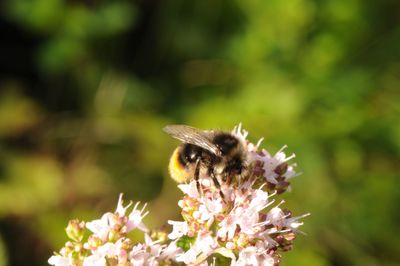 Close-up of bee on flower