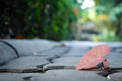 Close-up of autumn leaves on street