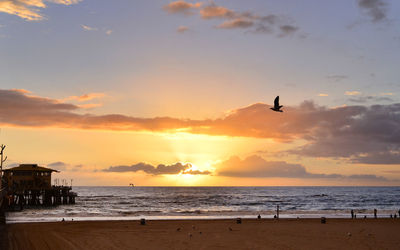 Silhouette bird flying over beach against sky during sunset