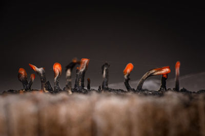 Close-up of birds