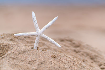 Close-up of starfish at beach