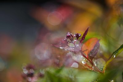 Water drops on green leaf. close up. dew after rain. natural background of latvia nature. full frame