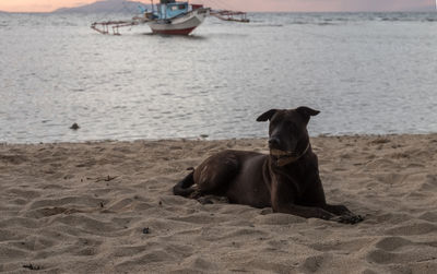Dog sitting on beach
