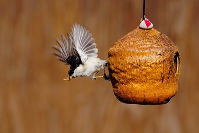 Close-up of bird perching on feeder