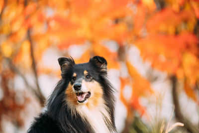 Close-up of a dog