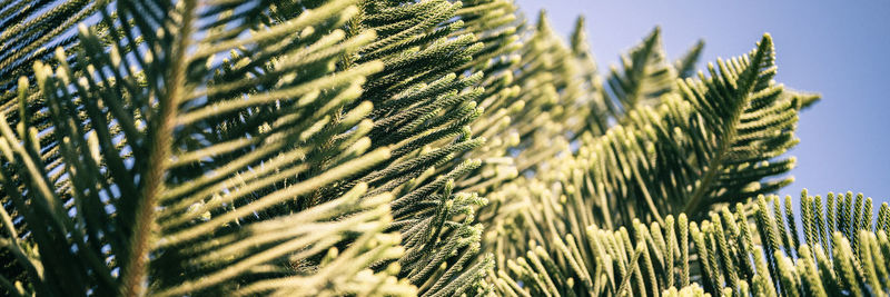 Araucaria heterophylla branch or house pine or norfolk island pine evergreen coniferous tree