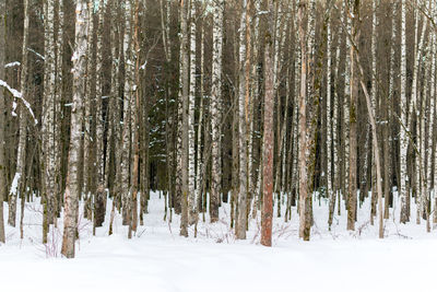 Trees in snow covered forest