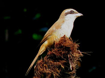 Close-up of a bird perching on tree