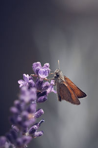 Close-up of butterfly pollinating on purple flower