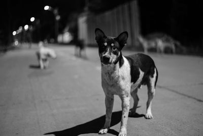 Portrait of dog on footpath at night