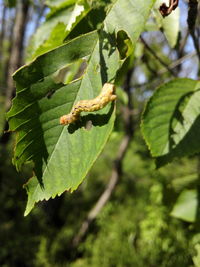 Close-up of insect on plant