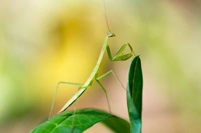 Close-up of praying mantis on leaves