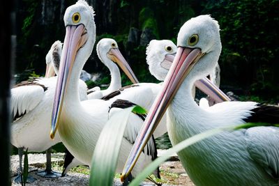 View of birds on land