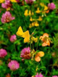 Close-up of yellow flowering plant