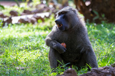 Monkey sitting on field