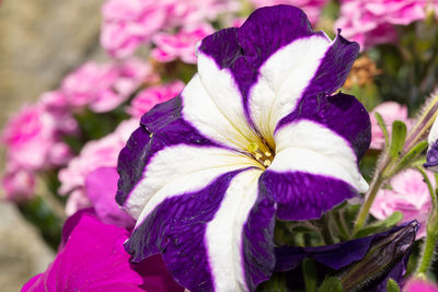 Close-up of purple iris