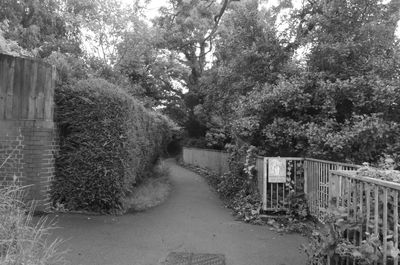 Road along trees