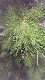 Close-up of fresh green plant