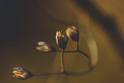 Close-up of flowering plant