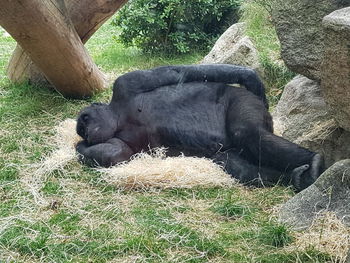 Horse relaxing on field