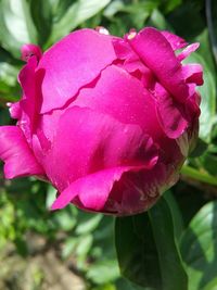 Close-up of pink rose flower