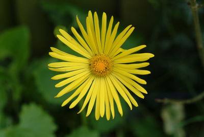 Close-up of yellow flower